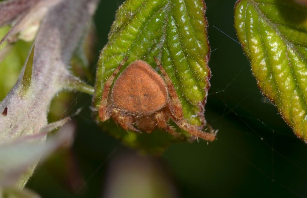 Neoscona subfusca -   Riserva Diaccia Botrona (GR).